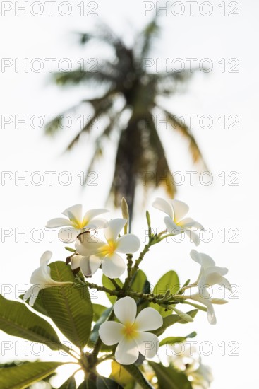 Frangipani, Pearl Beach, Koh Mook, Trang Province, Southern Thailand, Andaman Sea, Thailand