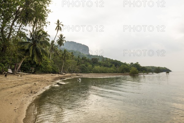 Sandy beach beach and coconut palms, Koh Mook, Trang Province, Southern Thailand, Andaman Sea, Thailand