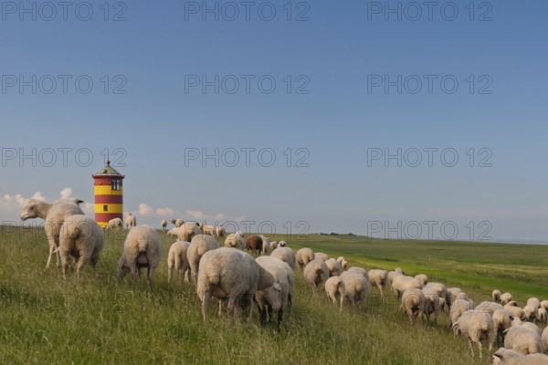 Pilsum lighthouse, flock of sheep, dyke sheep, Pilsum, East Frisia, Lower Saxony, Germany