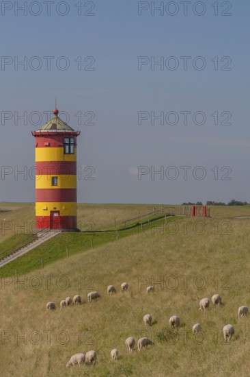 Pilsum lighthouse, flock of sheep, dyke sheep, Pilsum, East Frisia, Lower Saxony, Germany