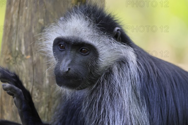 Bear snub-nosed monkey (Colobus polykomos), white-bearded snub-nosed monkey, bear snub-nosed monkey, adult, portrait, tree, alert, Gambia