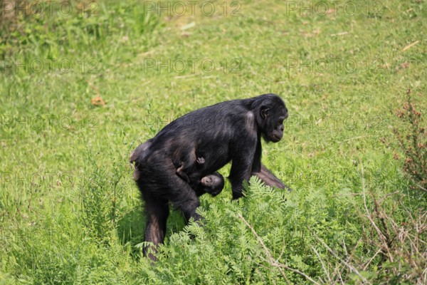Bonobo (Pan Paniscus), pygmy chimpanzee, adult, female, juvenile, mother, social behaviour