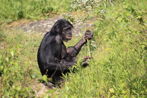 Bonobo (Pan Paniscus), pygmy chimpanzee, adult, female, juvenile, mother, social behaviour, suckling