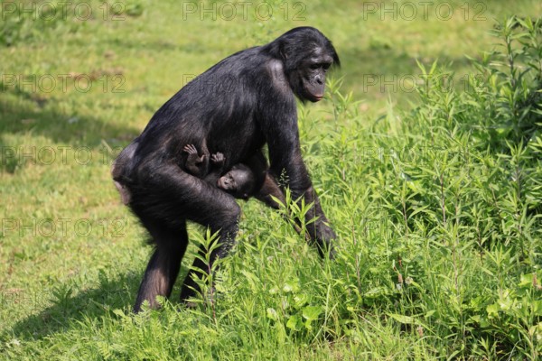Bonobo (Pan Paniscus), dwarf chimpanzee, adult, female, juvenile, mother, running, social behaviour