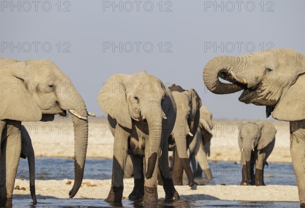 African Elephant (Loxodonta africana). Drinking at a waterhole. Etosha National Park, Namibia