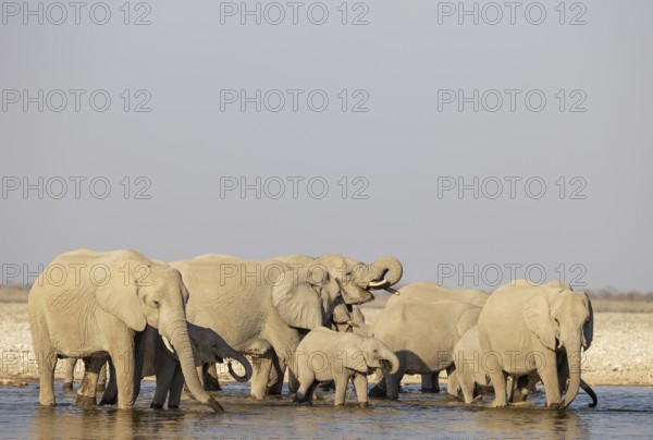 African Elephant (Loxodonta africana). Breeding herd drinking at a waterhole. Etosha National Park, Namibia