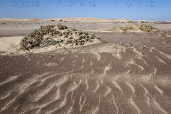 Small sand heaps form around the sparse vegetation in the Namib Desert. Skeleton Coast National Park, Namibia