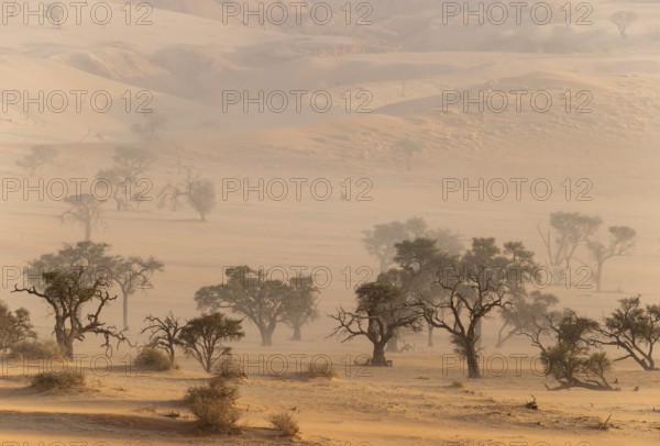 Camelthorn trees (Vachellia erioloba) in a sand storm in the Tsondab Valley. Namib Desert, Namibia