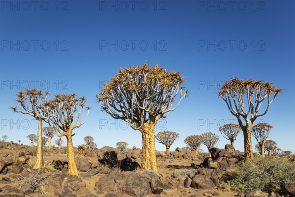 Quiver Tree (Aloidendron dichotomum). Quiver tree forest, Keetmanshoop, Southern Namibia