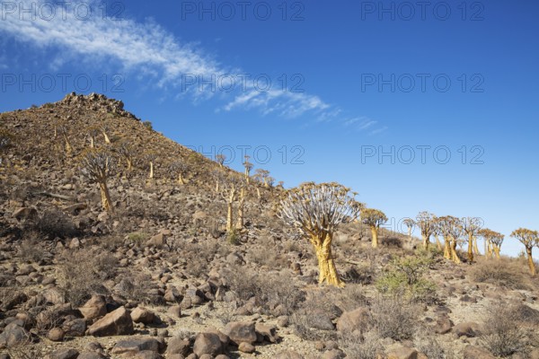 Quiver Tree (Aloidendron dichotomum). At the slope of a conical rock, a so-called Prince Albert formation. Southern Namibia