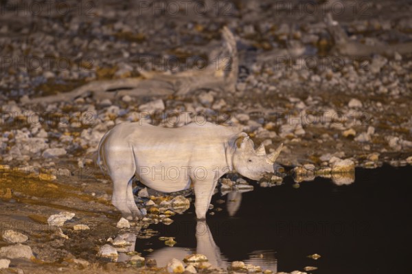 Black Rhinoceros (Diceros bicornis). Also called Hook-lipped Rhinoceros. At night at the floodlit waterhole of the Okaukuejo Camp. Etosha National Park, Namibia