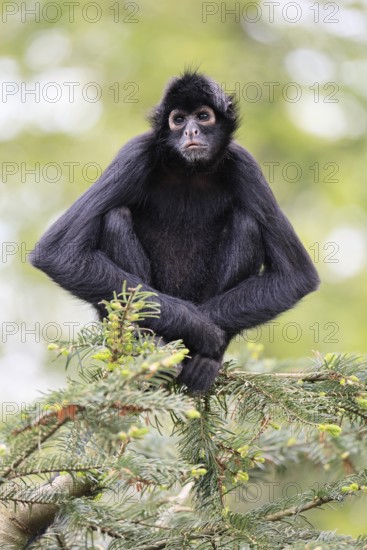 Brown-headed spider monkey (Ateles fusciceps rufiventris), alert, sitting, on tree, South America