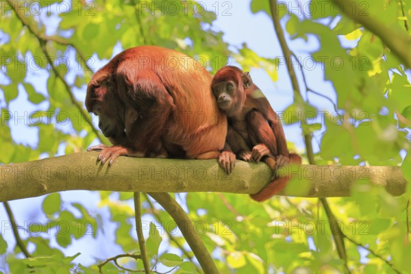Venezuelan red howler (Alouatta seniculus), adult, female, juvenile, on tree, alert, South America