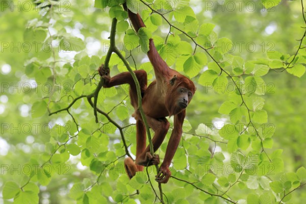 Venezuelan red howler (Alouatta seniculus), adult, male, climbing, tree, vigilant, South America