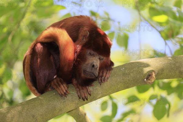 Venezuelan red howler (Alouatta seniculus), adult, on tree, alert, South America