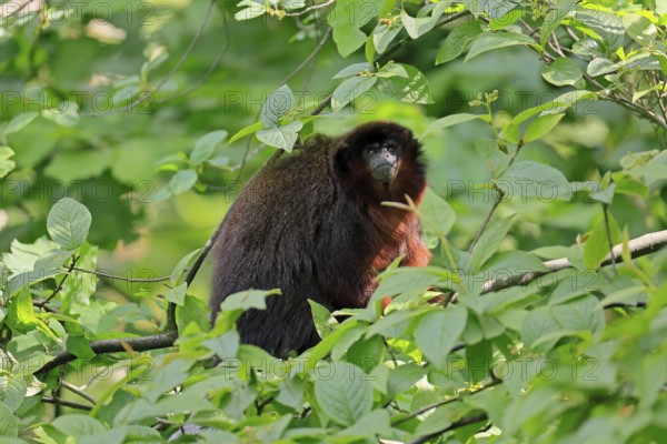 Coppery titi (Plecturocebus cupreus), adult, alert, on tree, South America