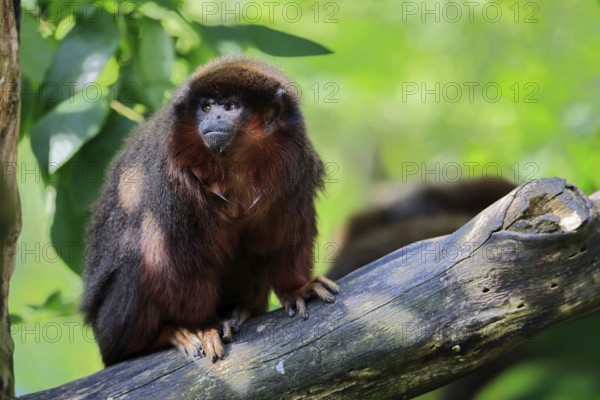 Coppery titi (Plecturocebus cupreus), adult, alert, on tree trunk, South America