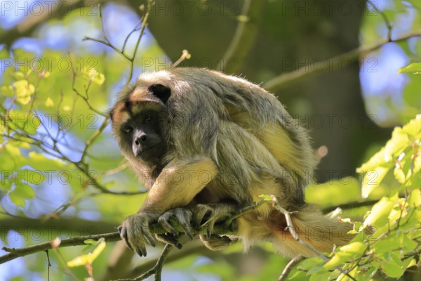 Black howler (Alouatta caraya), adult, female, on tree, alert, South America