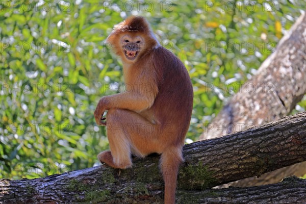 Javan lutung (Trachypithecus auratus), orange morph, adult, sitting, on tree, alert, endangered species, captive, Indonesia
