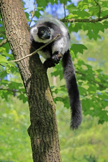 Black-and-white ruffed lemur (Varecia variegata), adult, alert, on tree, Madagascar