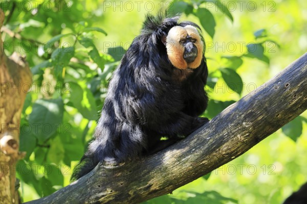 White-headed Saki (Pithecia pithecia), adult, tree, male, vigilant, South America
