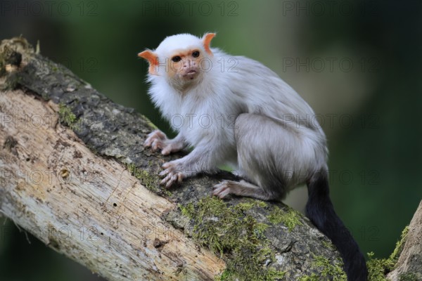 Silver marmoset (Mico argentatus, Syn.: Callithrix argentata), silver marmoset, adult, sitting on tree trunk, alert, South America