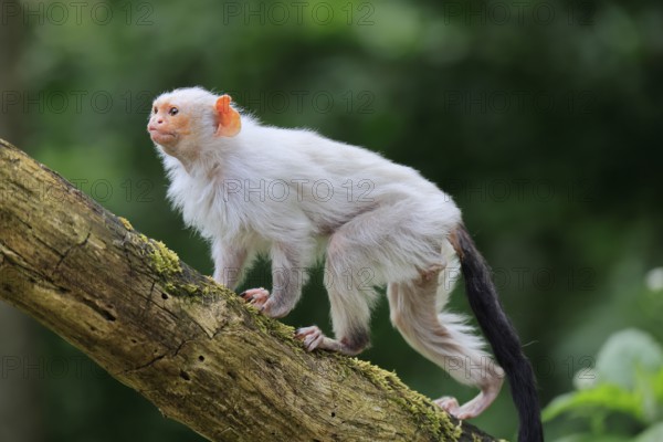 Silver marmoset (Mico argentatus, Syn.: Callithrix argentata), silver marmoset, adult, on tree trunk, running, alert, South America