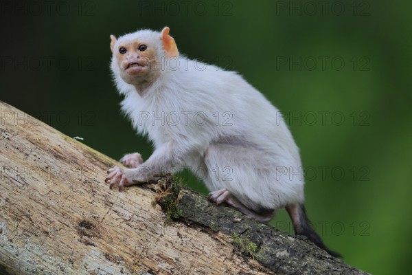 Silver marmoset (Mico argentatus, Syn.: Callithrix argentata), silver marmoset, adult, on tree trunk, sitting, calling, South America