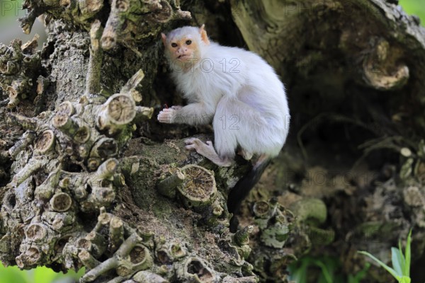 Silver marmoset (Mico argentatus, Syn.: Callithrix argentata), silver marmoset, adult, on tree trunk, foraging, sitting, alert, South America