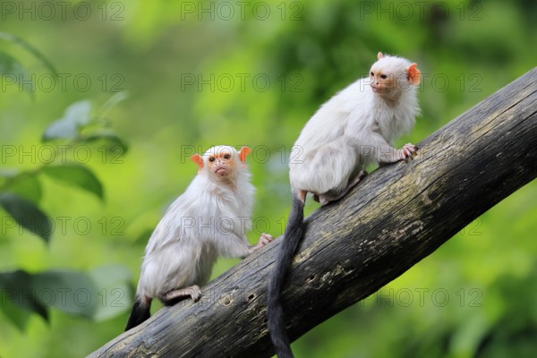 Silver marmoset (Mico argentatus, Syn.: Callithrix argentata), silver marmoset, adult, pair, on tree trunk, alert, South America