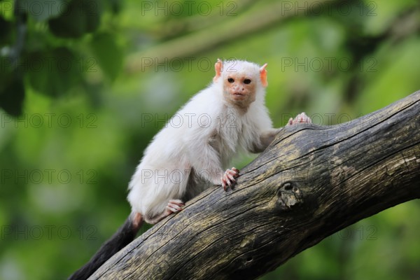Silver marmoset (Mico argentatus, Syn.: Callithrix argentata), silver marmoset, adult, on tree trunk, alert, South America