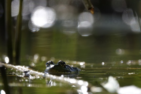 Frog in a pond, summer, Germany