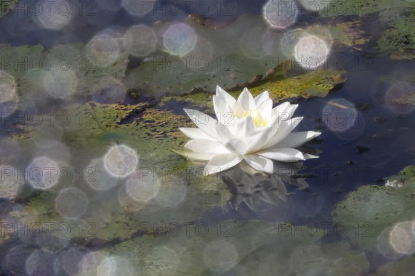 Water lily, summer, Germany