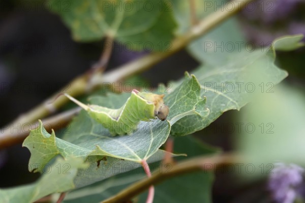 Puss moth caterpillar, summer, Germany