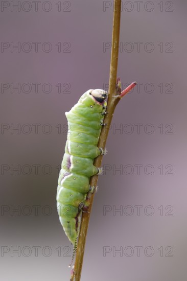 Puss moth caterpillar, summer, Germany