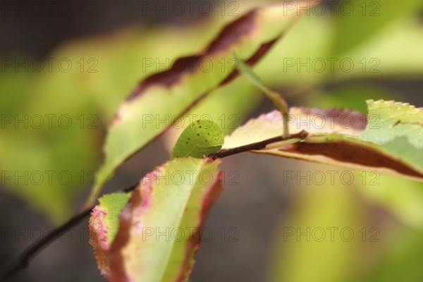 Caterpillar of the sail butterfly, summer, Germany