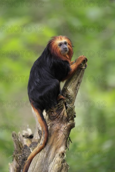 Golden-headed lion tamarin (Leontopithecus chrysomelas), adult, on tree trunk, vigilant, captive, South America