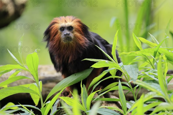 Golden-headed lion tamarin (Leontopithecus chrysomelas), adult, on tree, alert, captive, South America