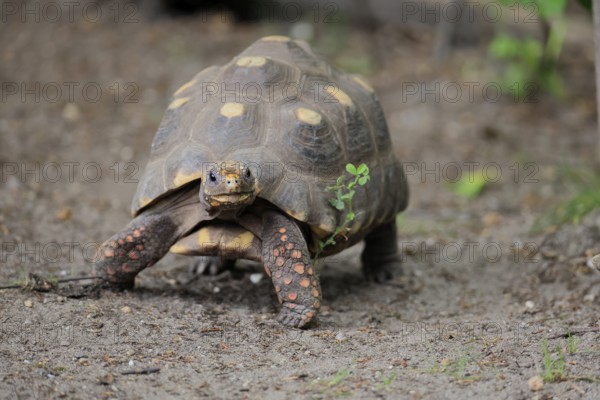 Coal turtle (Geochelone carbonaria), adult, foraging, running, South America