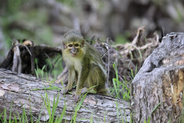 Gabon talapoin (Miopithecus ogouensis), adult, alert, on tree trunk