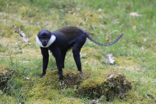 L'Hoest's monkey (Cercopithecus lhoesti), adult, alert