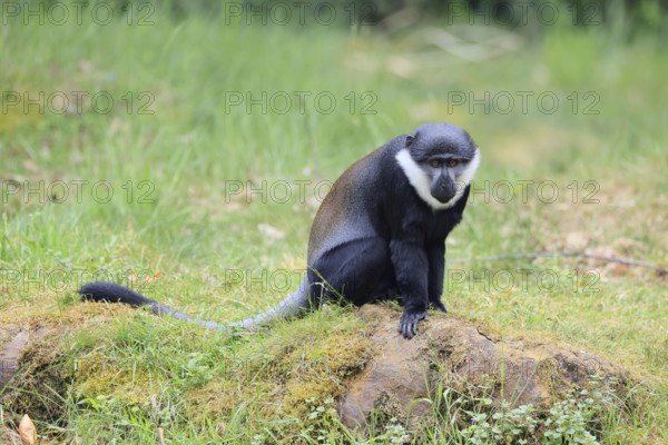 L'Hoest's monkey (Cercopithecus lhoesti), adult, on rocks, vigilant