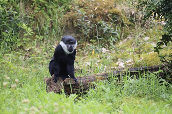 L'Hoest's monkey (Cercopithecus lhoesti), adult, sitting on tree trunk, alert