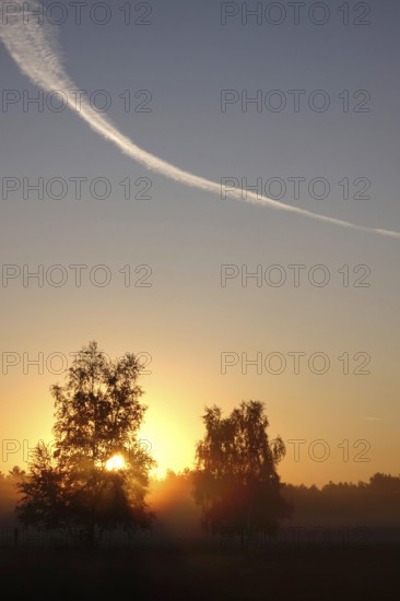 Morning atmosphere in a heath landscape, morning sun and fog, summer, Germany
