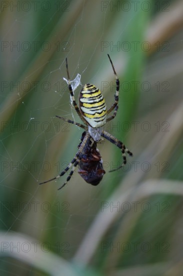 Wasp spider, summer, Saxony, Germany