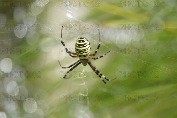 Wasp spider, summer, Saxony, Germany