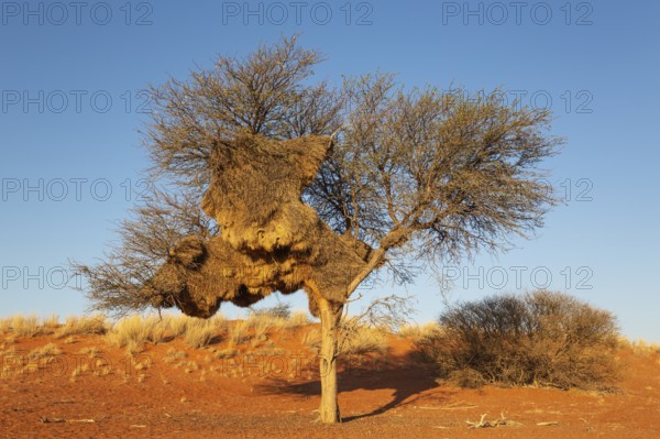 Huge communal nest of Sociable Weavers (Philetairus socius) in a camelthorn tree (Vachellia erioloba). Kalahari Desert, Namibia