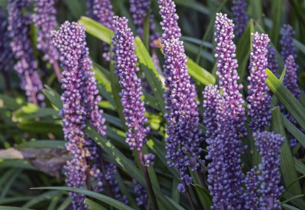 Lily grape (Liriope muscari), Münsterland, North Rhine-Westphalia, Germany