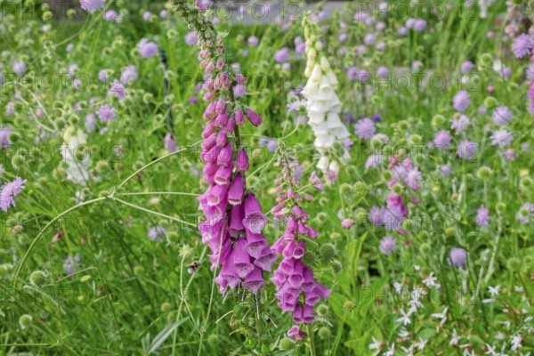Flower bed with foxglove (Digitalis purpurea), Netherlands