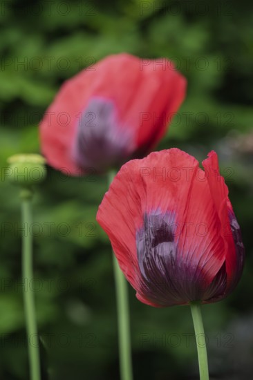 Garden poppy (Papaver), Münsterland, North Rhine-Westphalia, Germany
